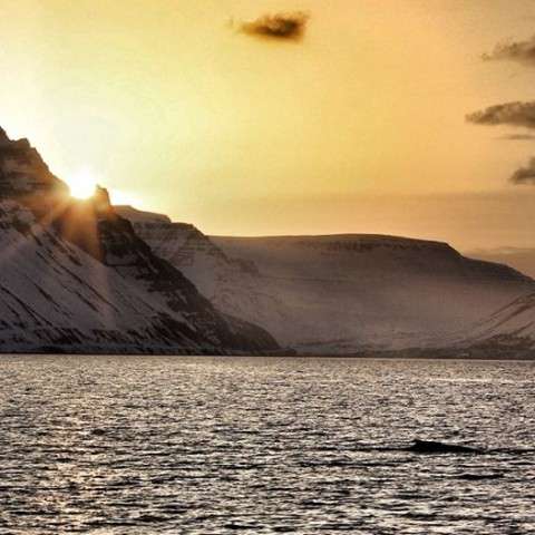 Humpback whale and sunset